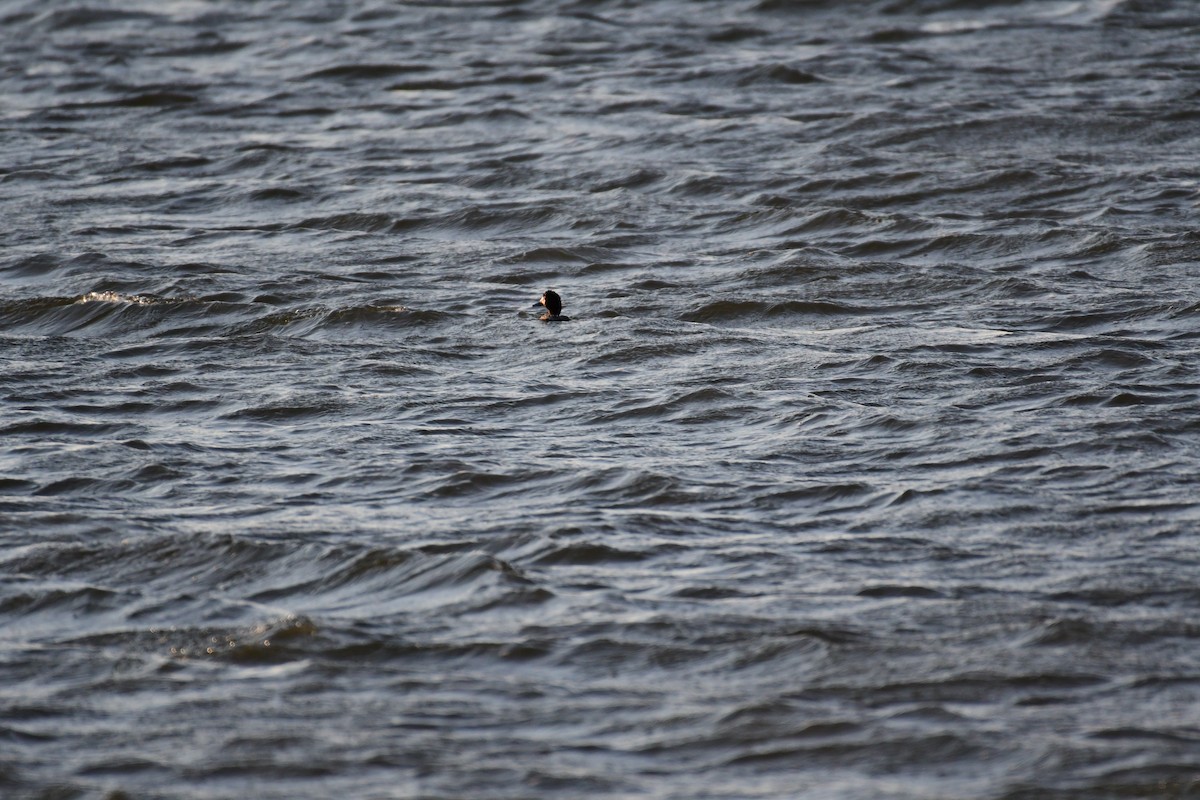 Greater Scaup - ML618840886