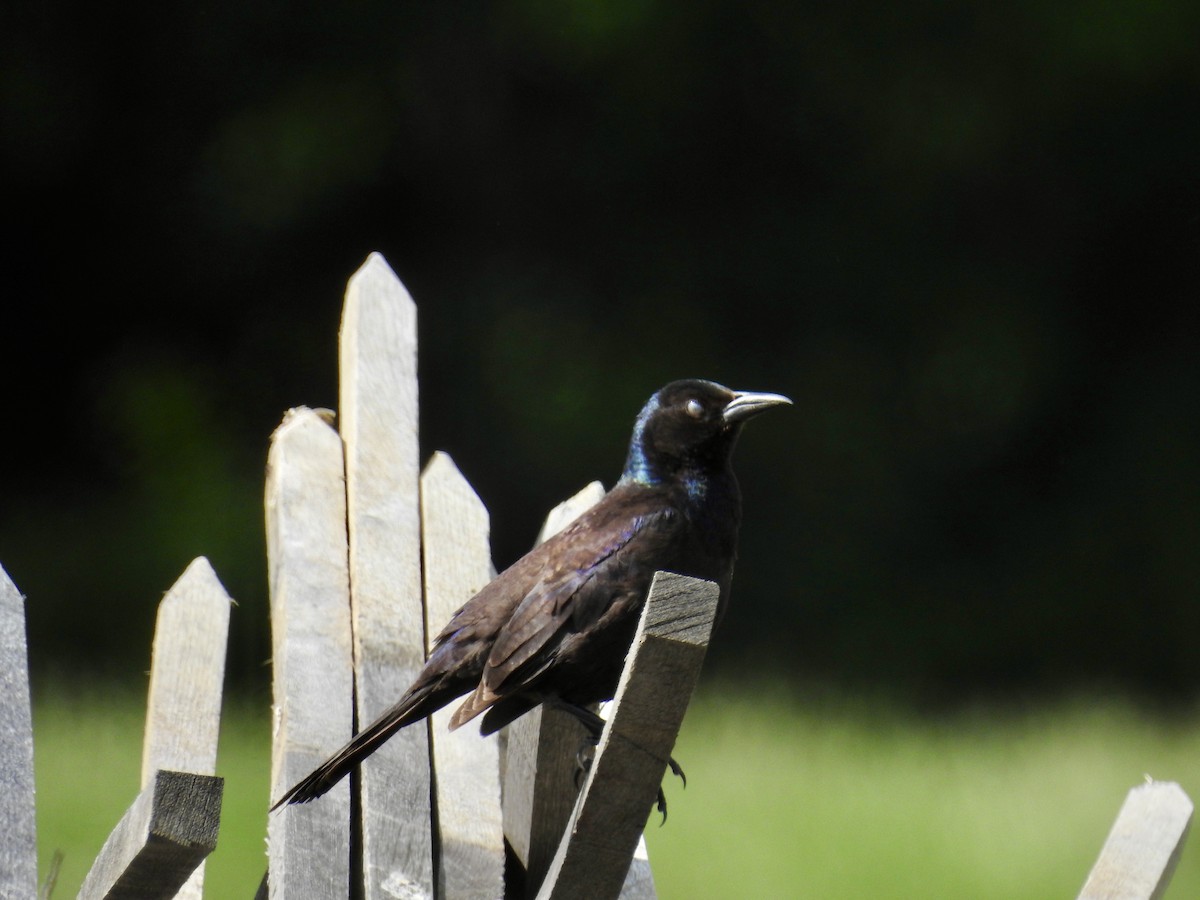Common Grackle - Kate Stone