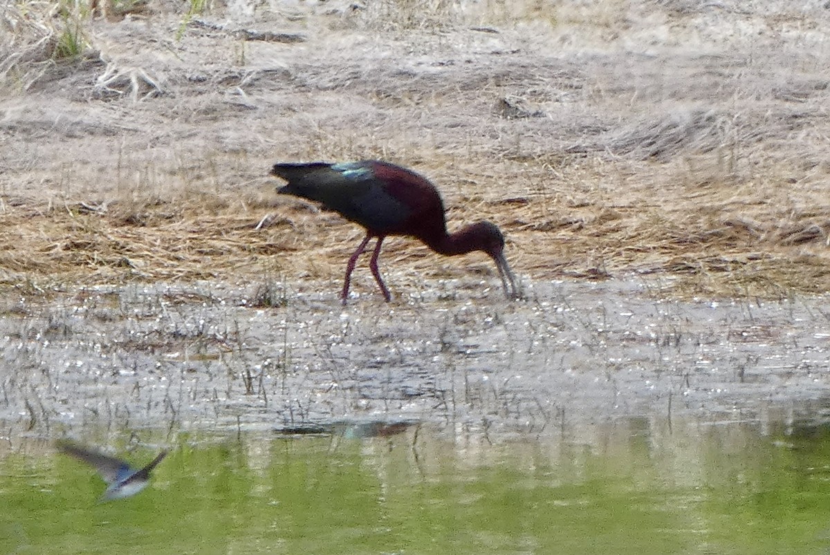 Ibis à face blanche - ML618840905