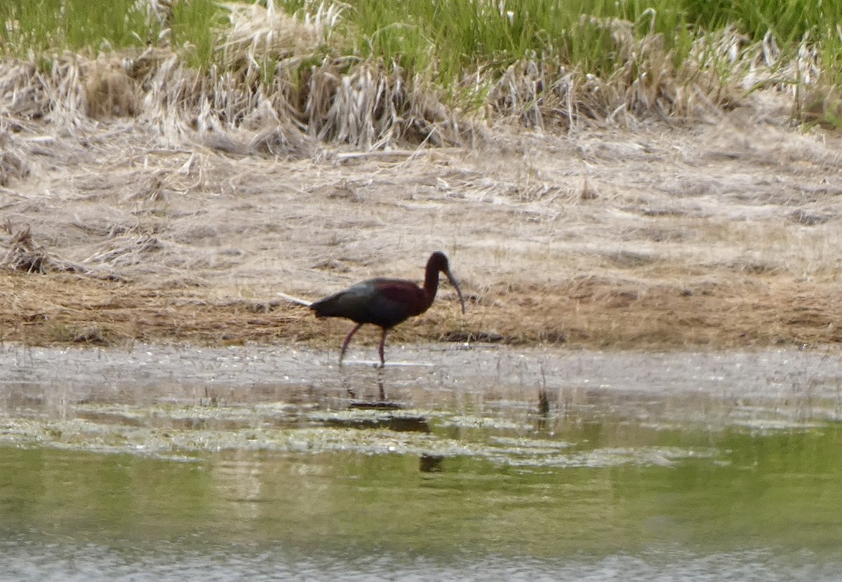 ibis americký - ML618840906