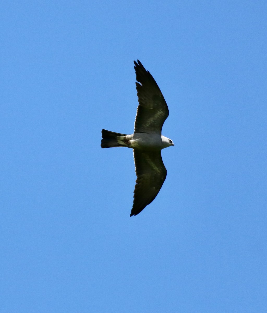 Mississippi Kite - Carla Morris