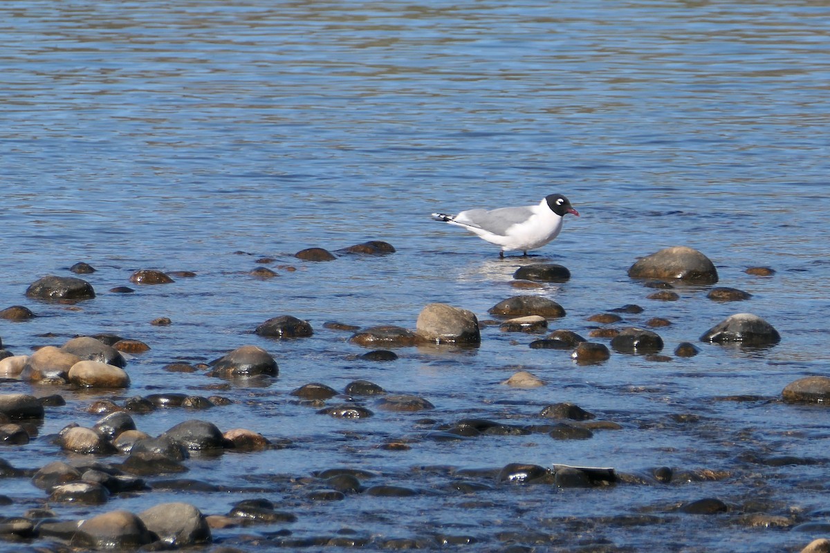 Franklin's Gull - Jim St Laurent