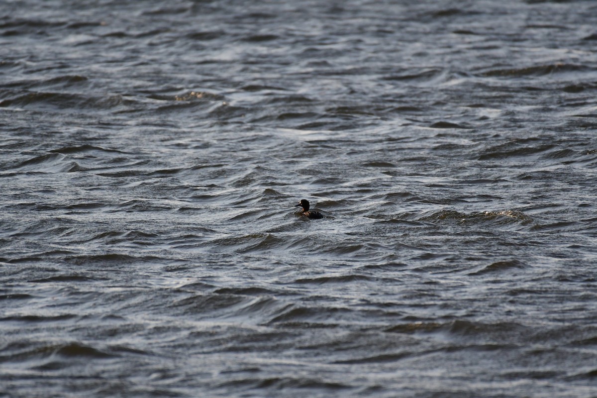 Greater Scaup - ML618840918