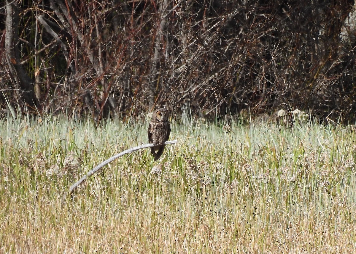Great Gray Owl - ML618840922