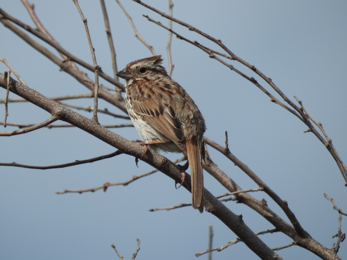 Song Sparrow - Kate Stone