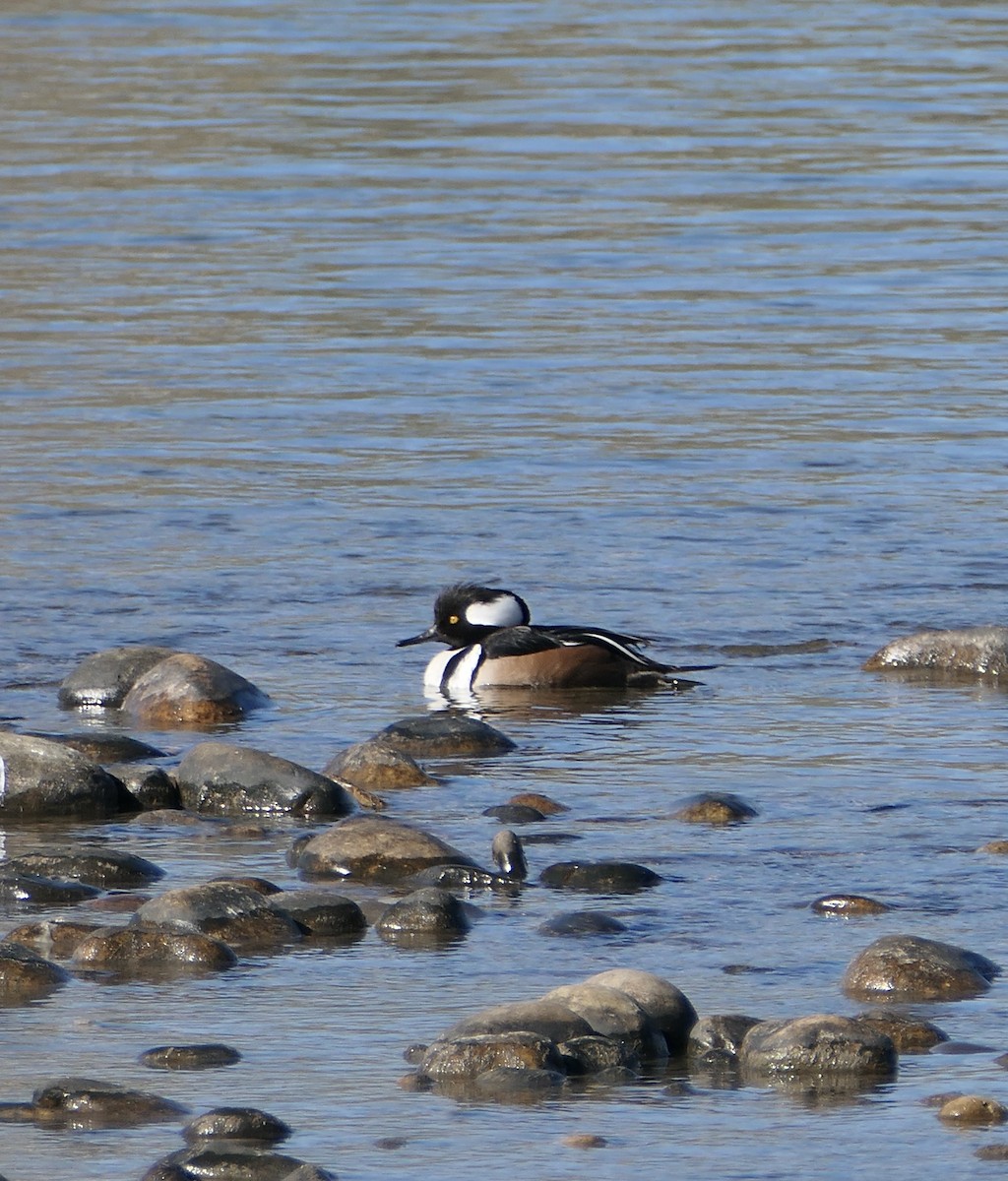 Hooded Merganser - Jim St Laurent