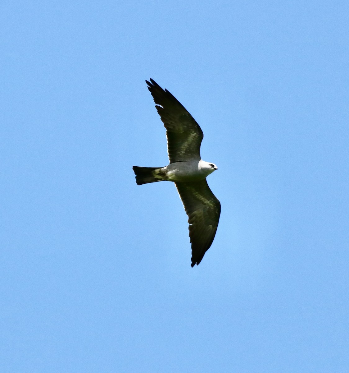 Mississippi Kite - Carla Morris