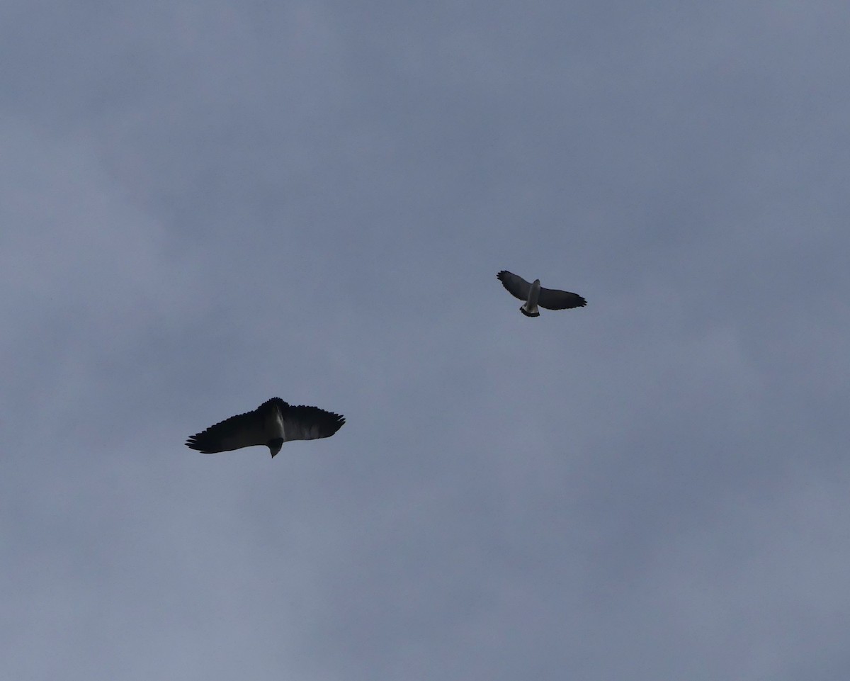 Black-chested Buzzard-Eagle - joaquin vial