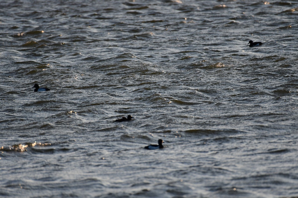 Greater Scaup - ML618840937