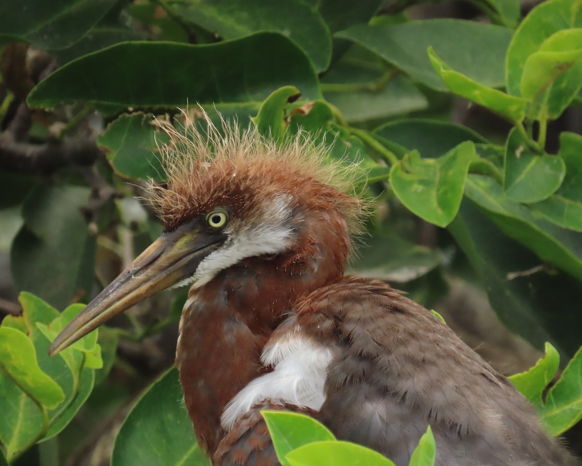 Tricolored Heron - Laurie Witkin