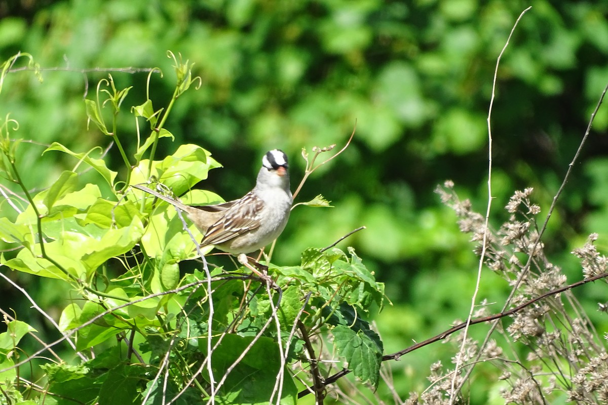 White-crowned Sparrow - Maeve and Joey Coker