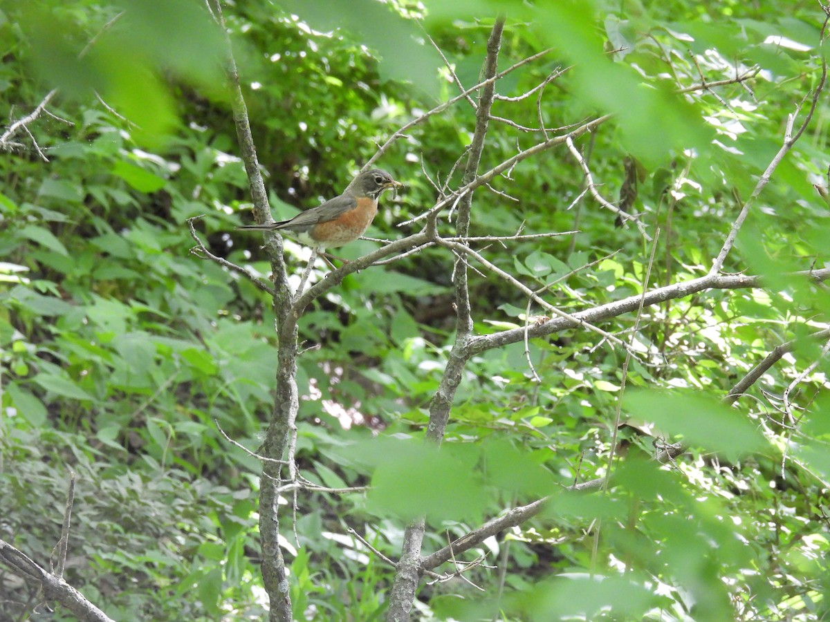 American Robin - ML618840953