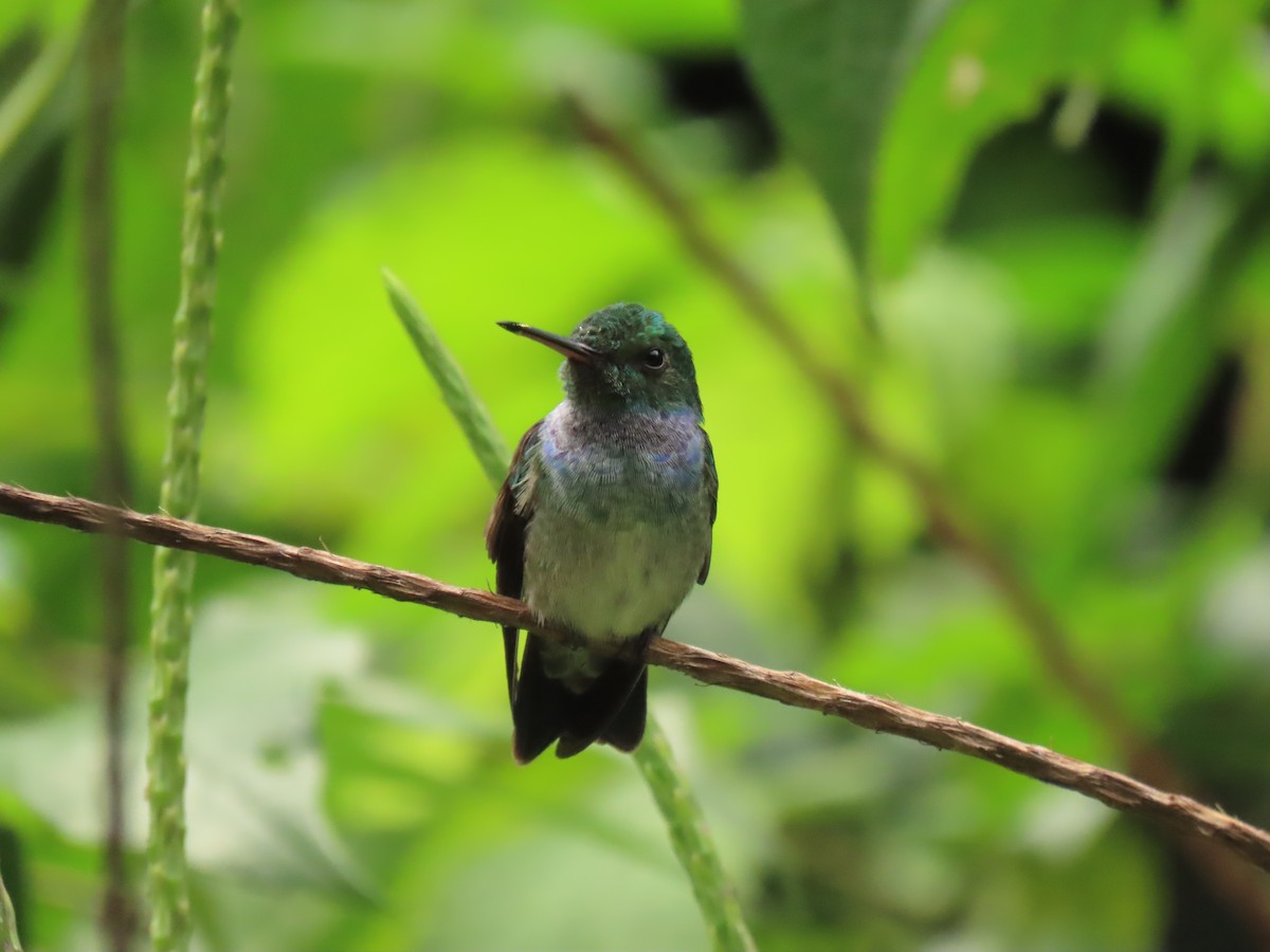 Blue-chested Hummingbird - Yina Carter