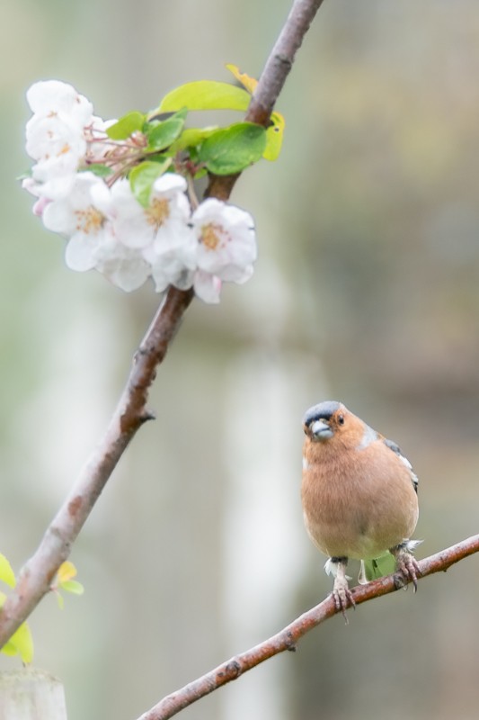 Common Chaffinch - Guido Van den Troost