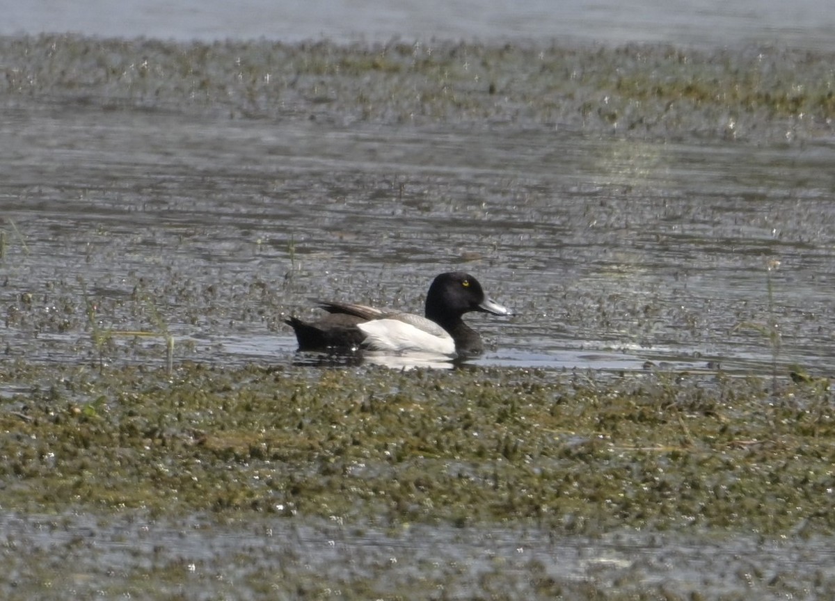 Greater Scaup - ML618840962