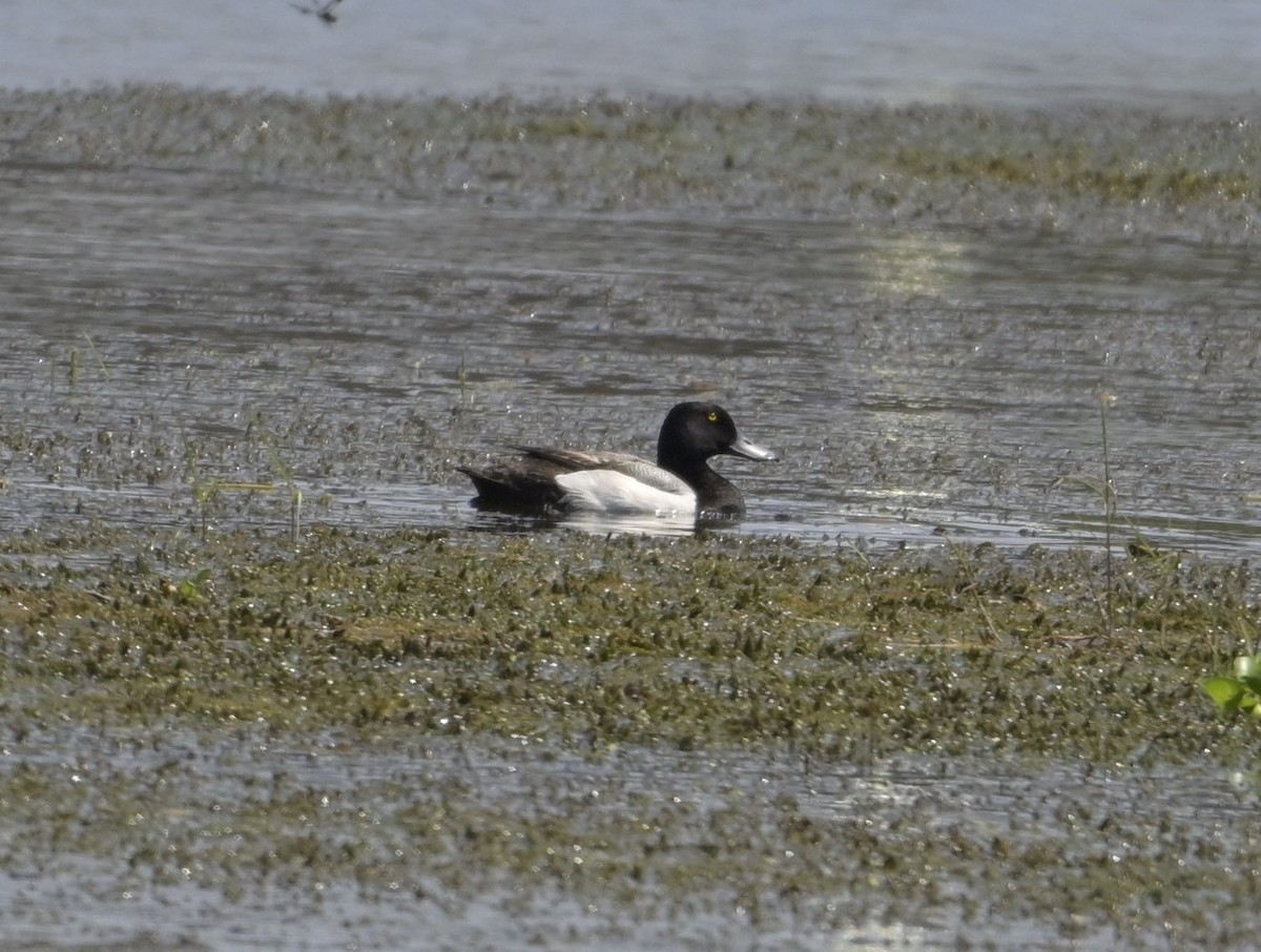 Greater Scaup - ML618840963