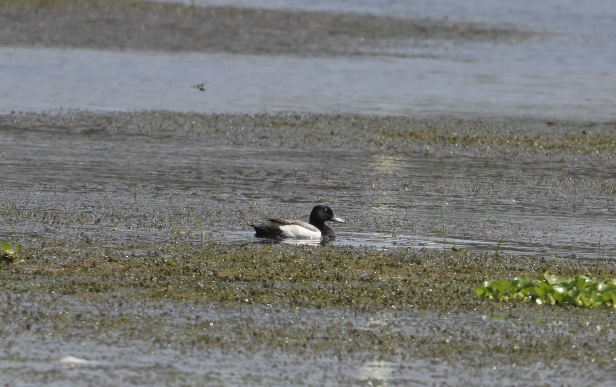 Greater Scaup - ML618840964