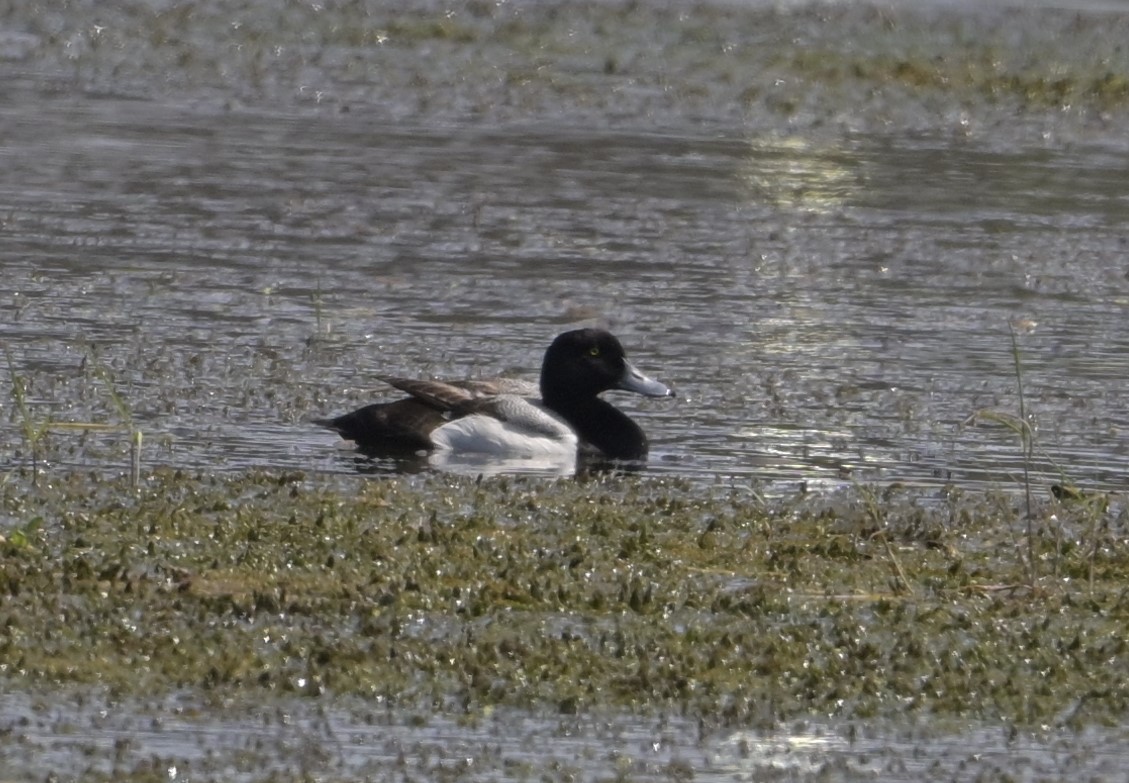 Greater Scaup - ML618840965