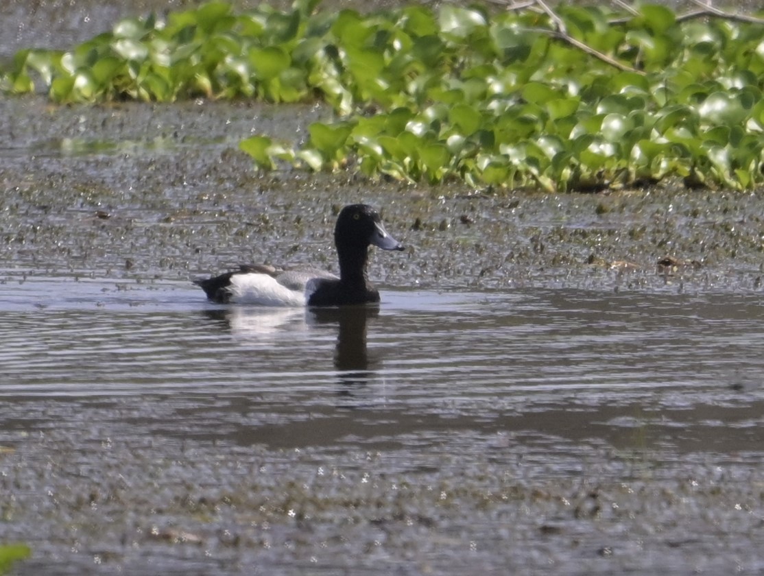 Greater Scaup - ML618840966