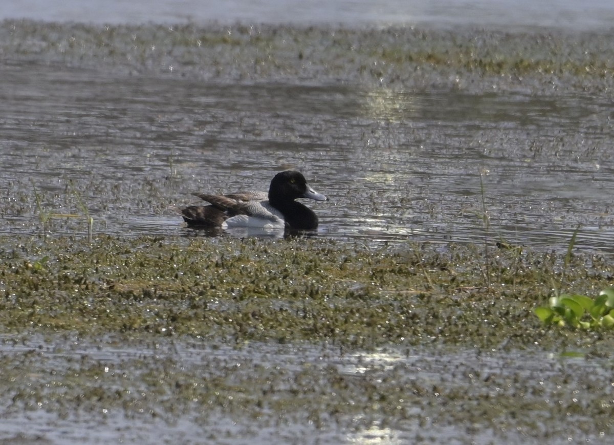 Greater Scaup - ML618840968