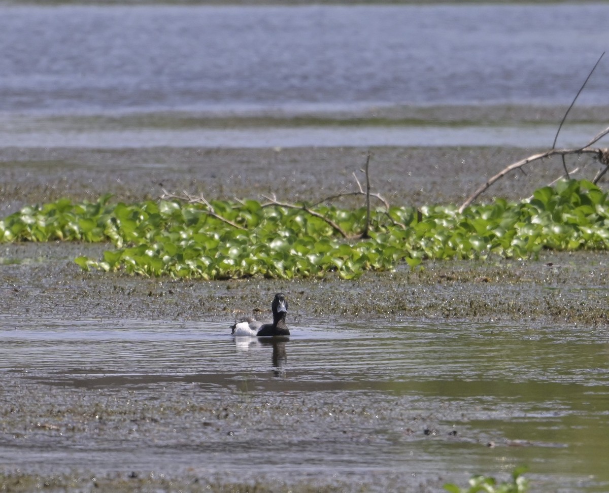 Greater Scaup - ML618840969
