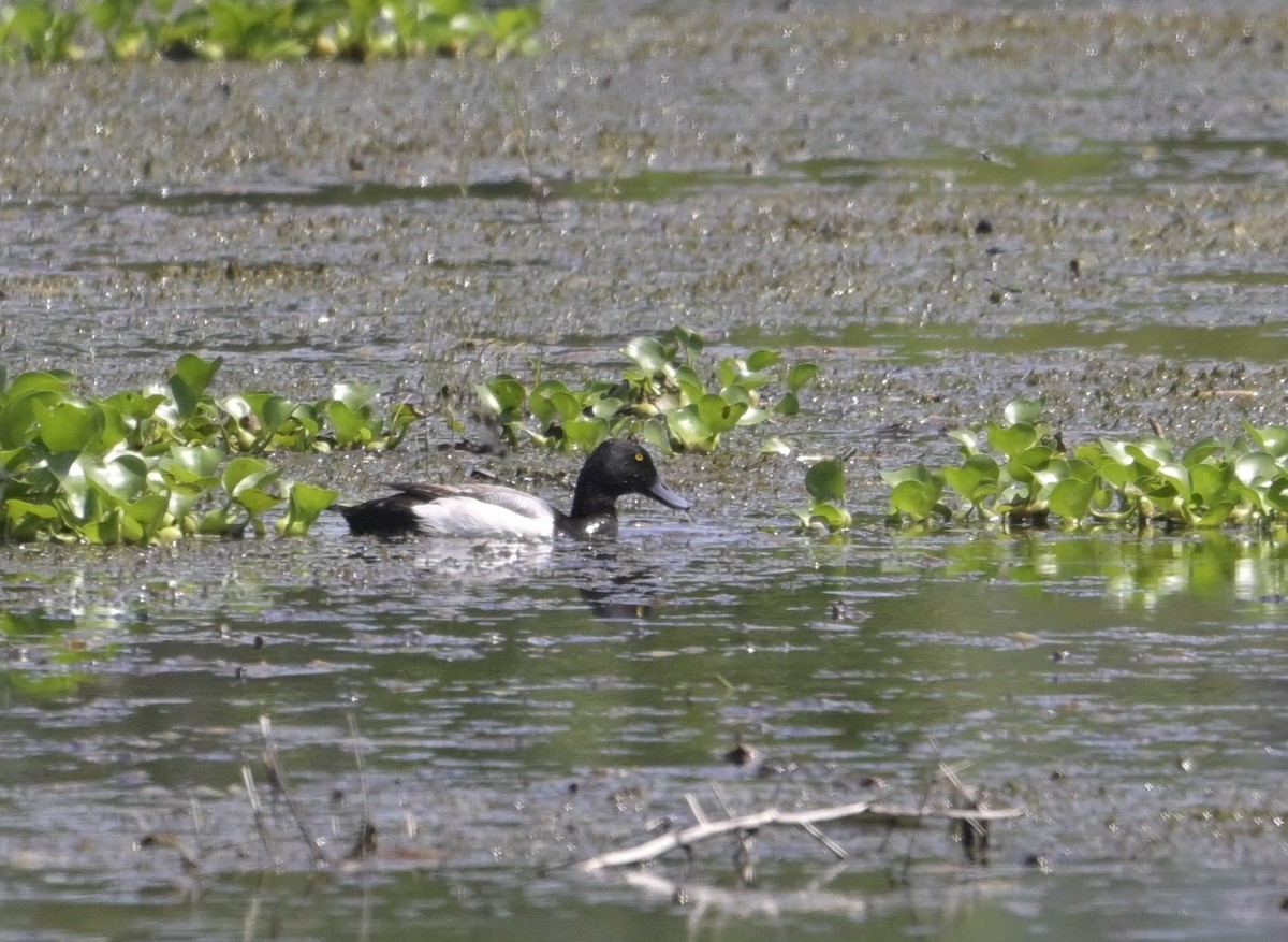 Greater Scaup - ML618840970