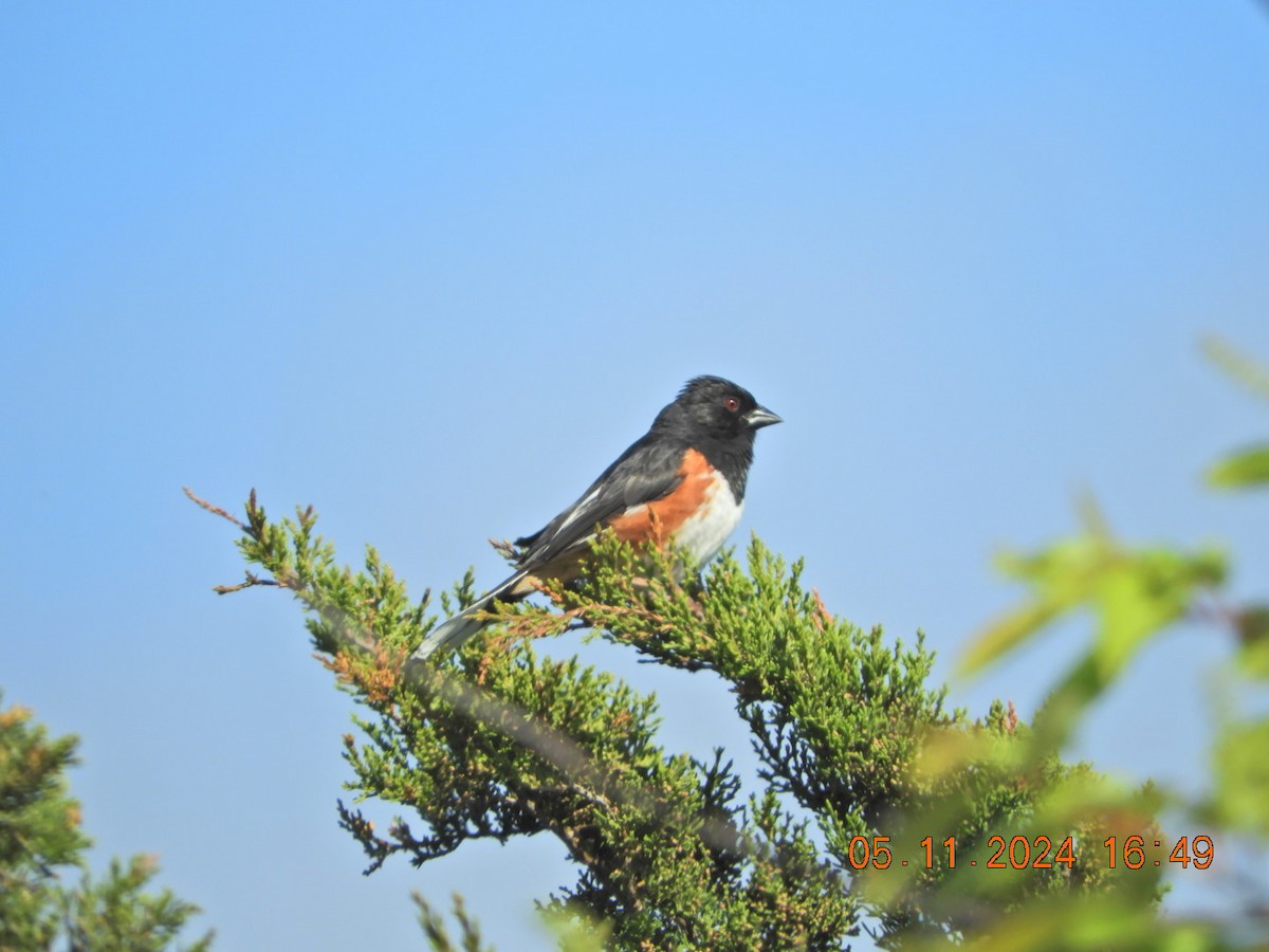 Eastern Towhee - Charles  Ritter