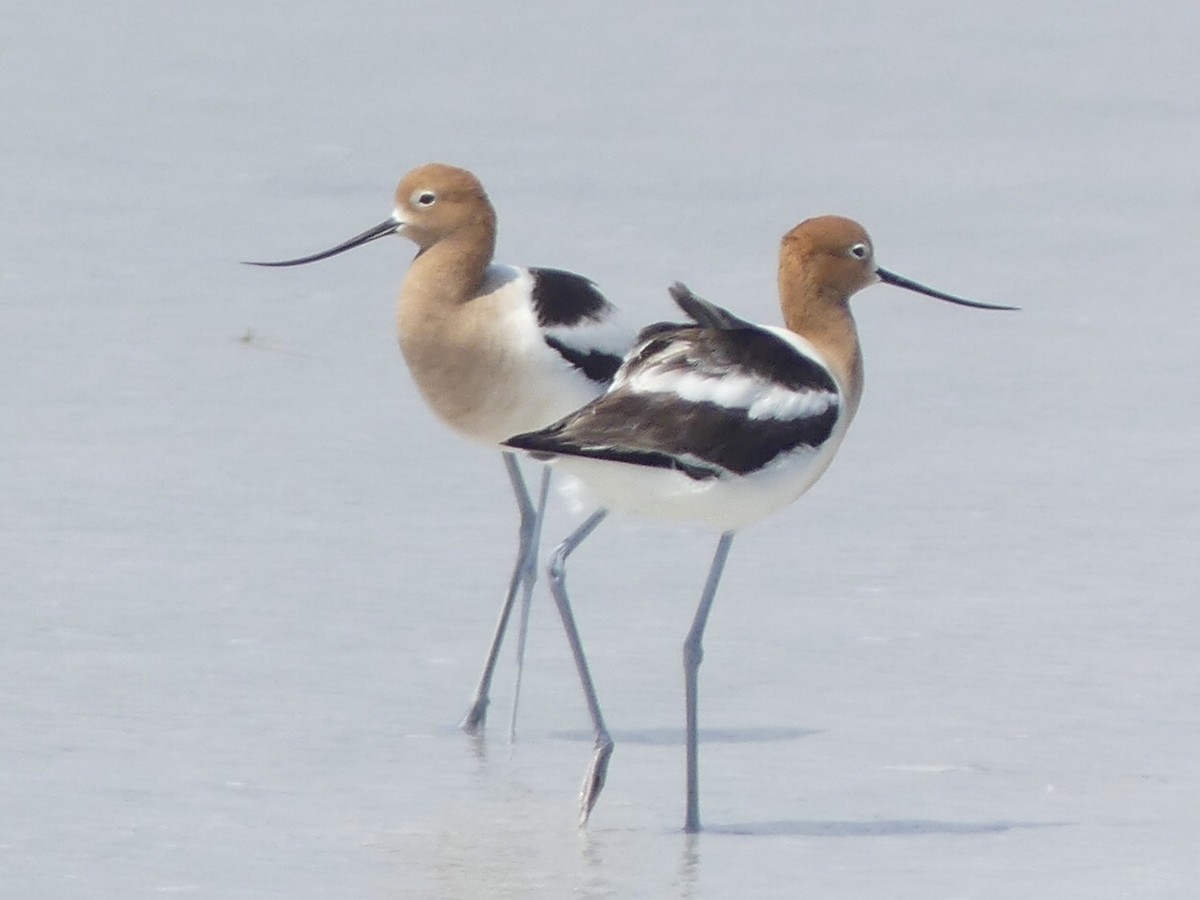 American Avocet - Eric Plage