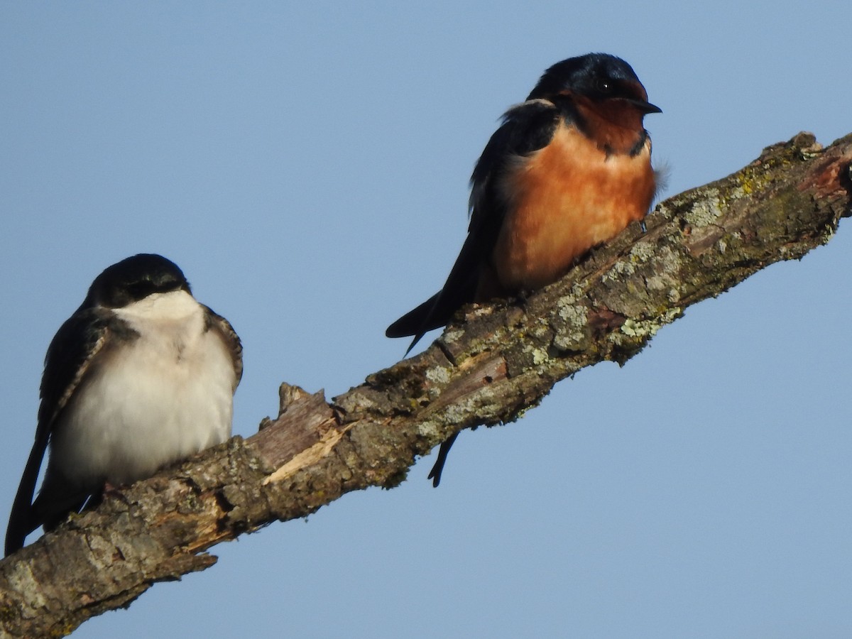 Tree Swallow - Karen Zeleznik