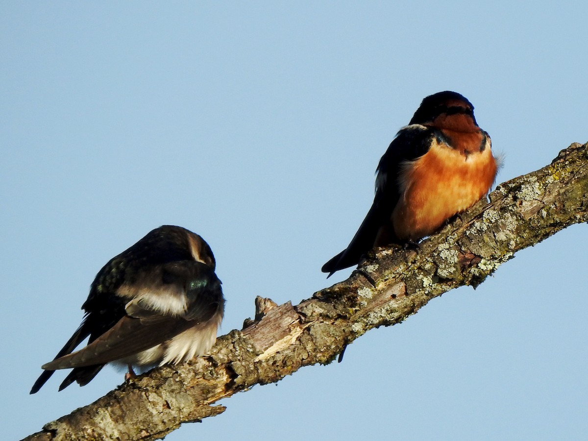 Tree Swallow - Karen Zeleznik