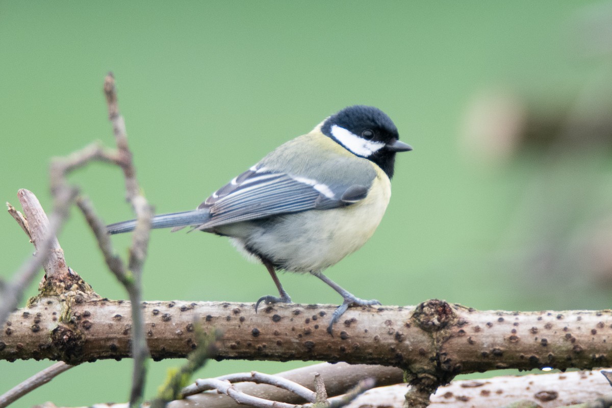 Great Tit - Guido Van den Troost