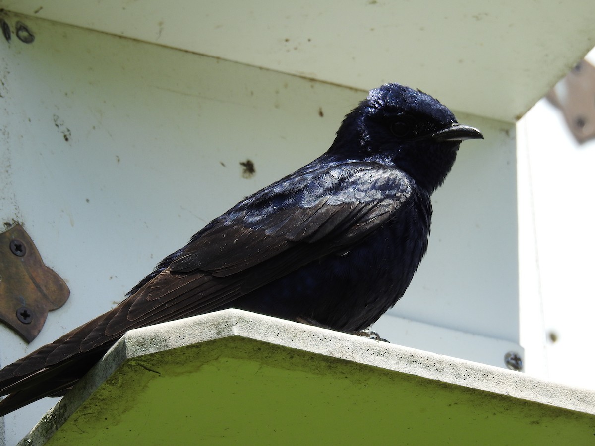 Purple Martin - Kate Stone