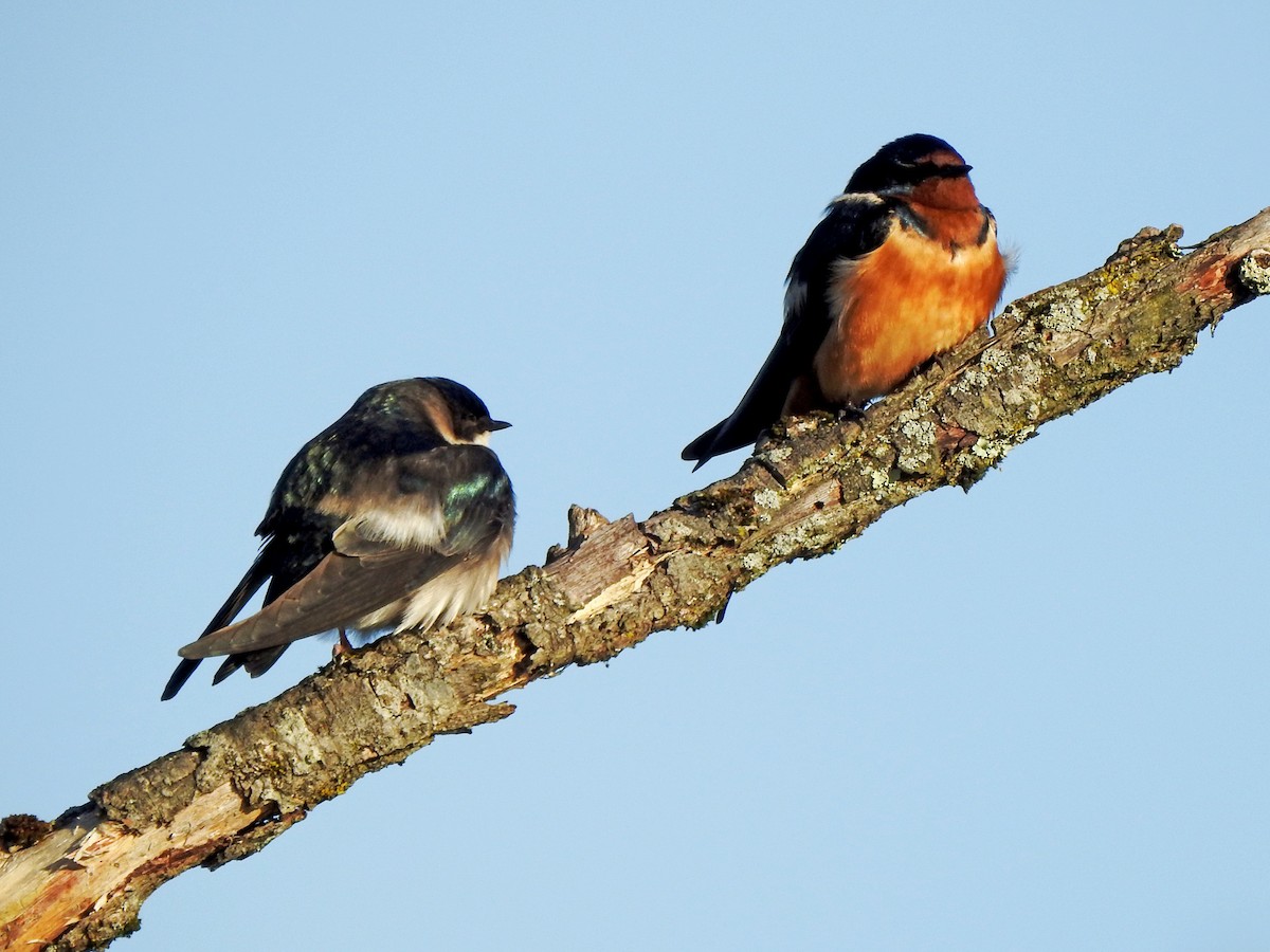 Tree Swallow - Karen Zeleznik