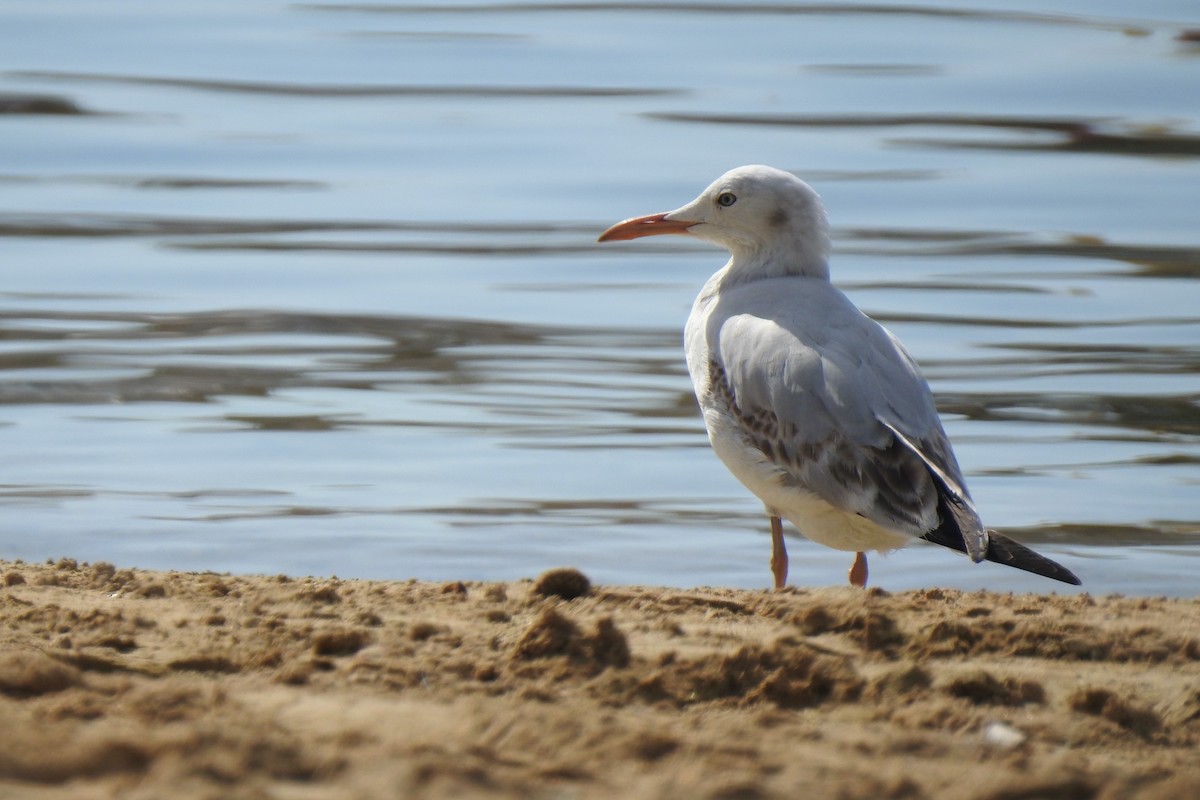 Slender-billed Gull - Luca Bonomelli