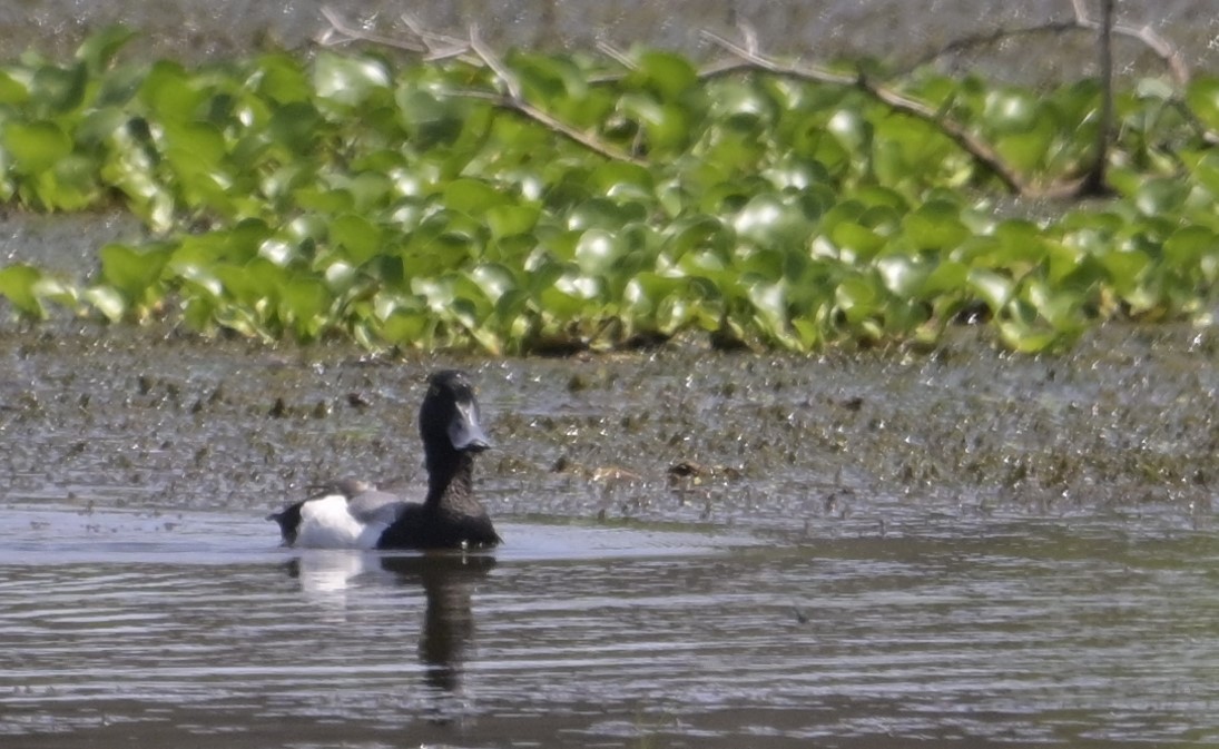 Greater Scaup - ML618841003