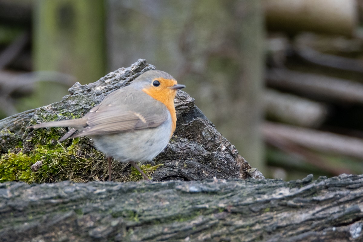 European Robin - Guido Van den Troost