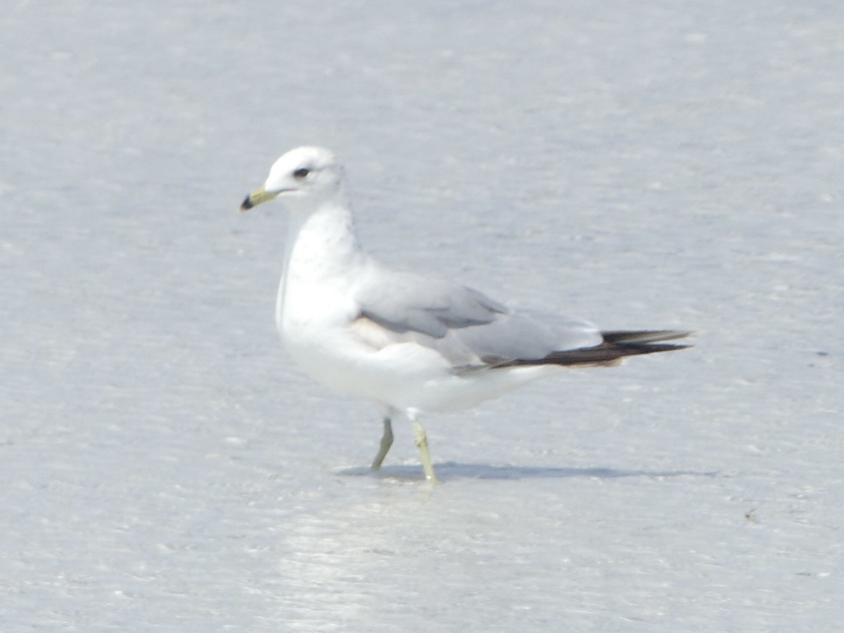 Ring-billed Gull - Eric Plage