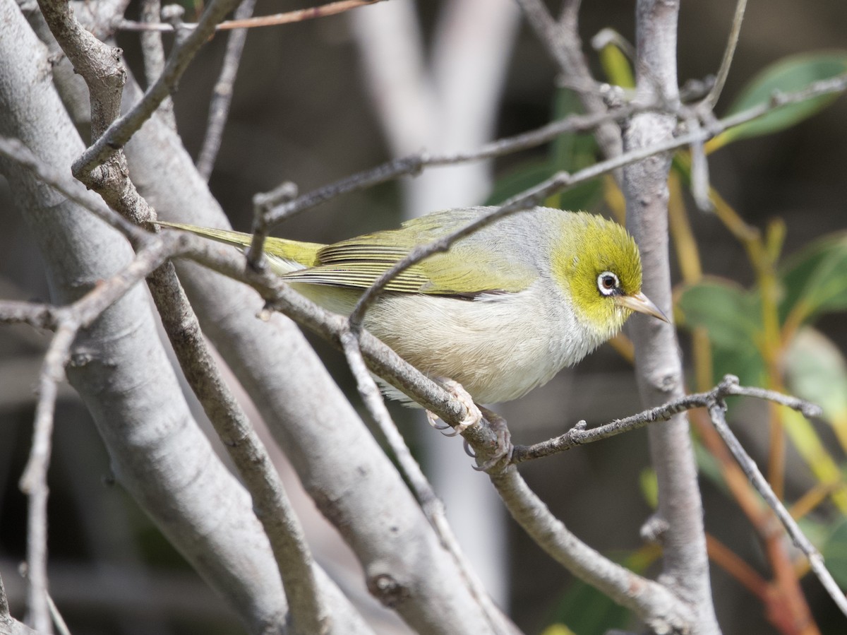 Silvereye - Yvonne van Netten