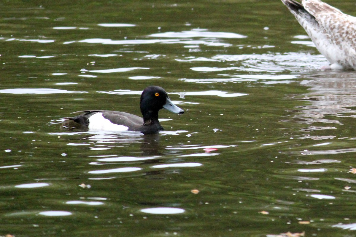 Tufted Duck - ML618841018