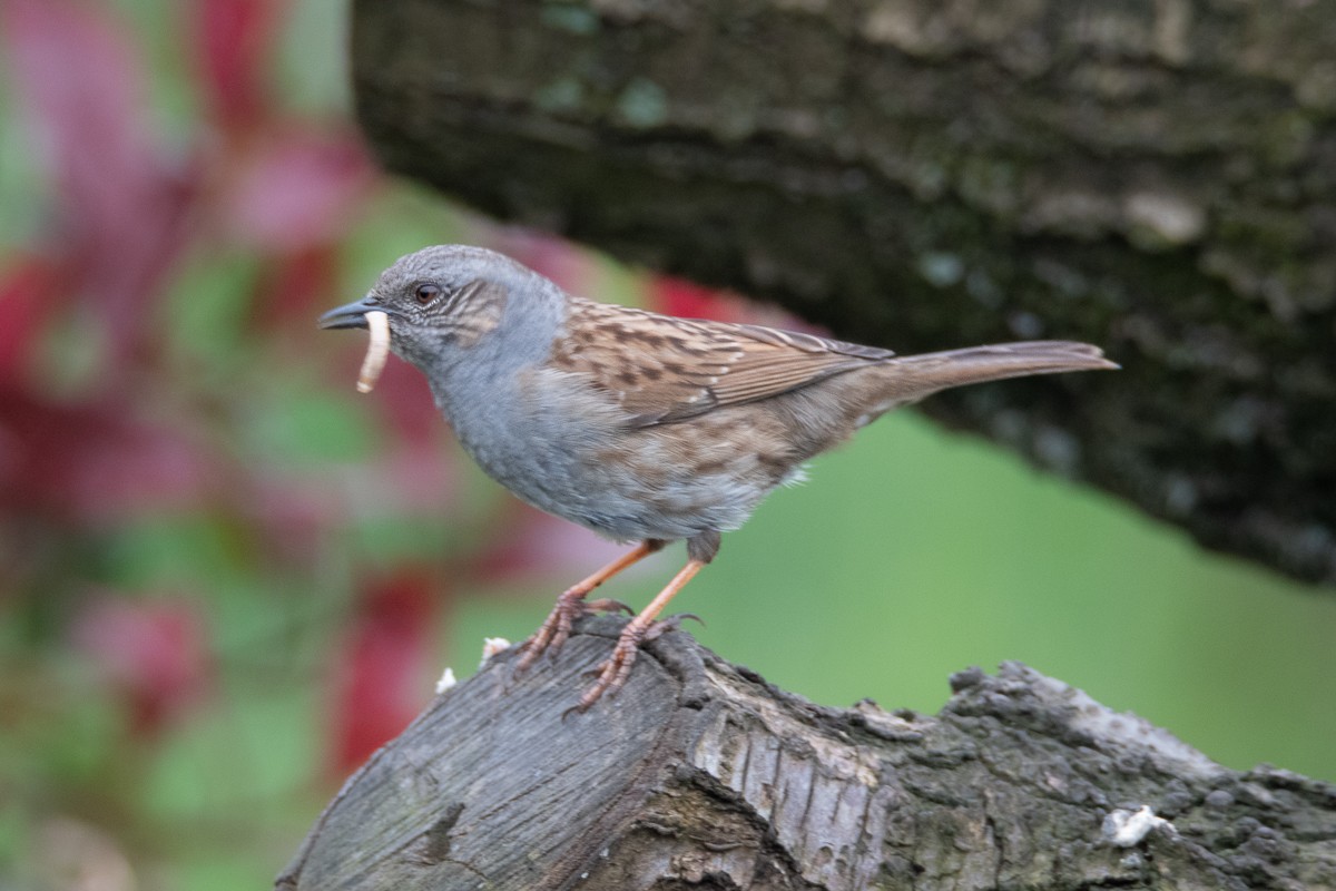 Dunnock - Guido Van den Troost