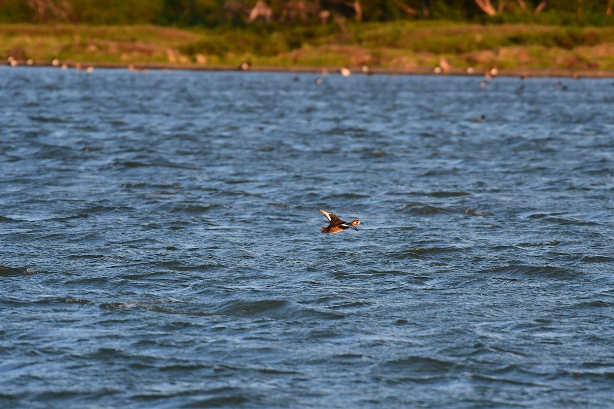 Greater Scaup - ML618841020