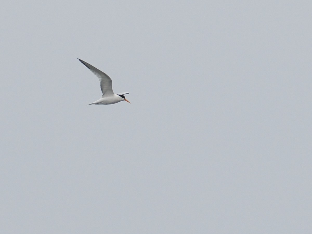 Elegant Tern - Keith Parker