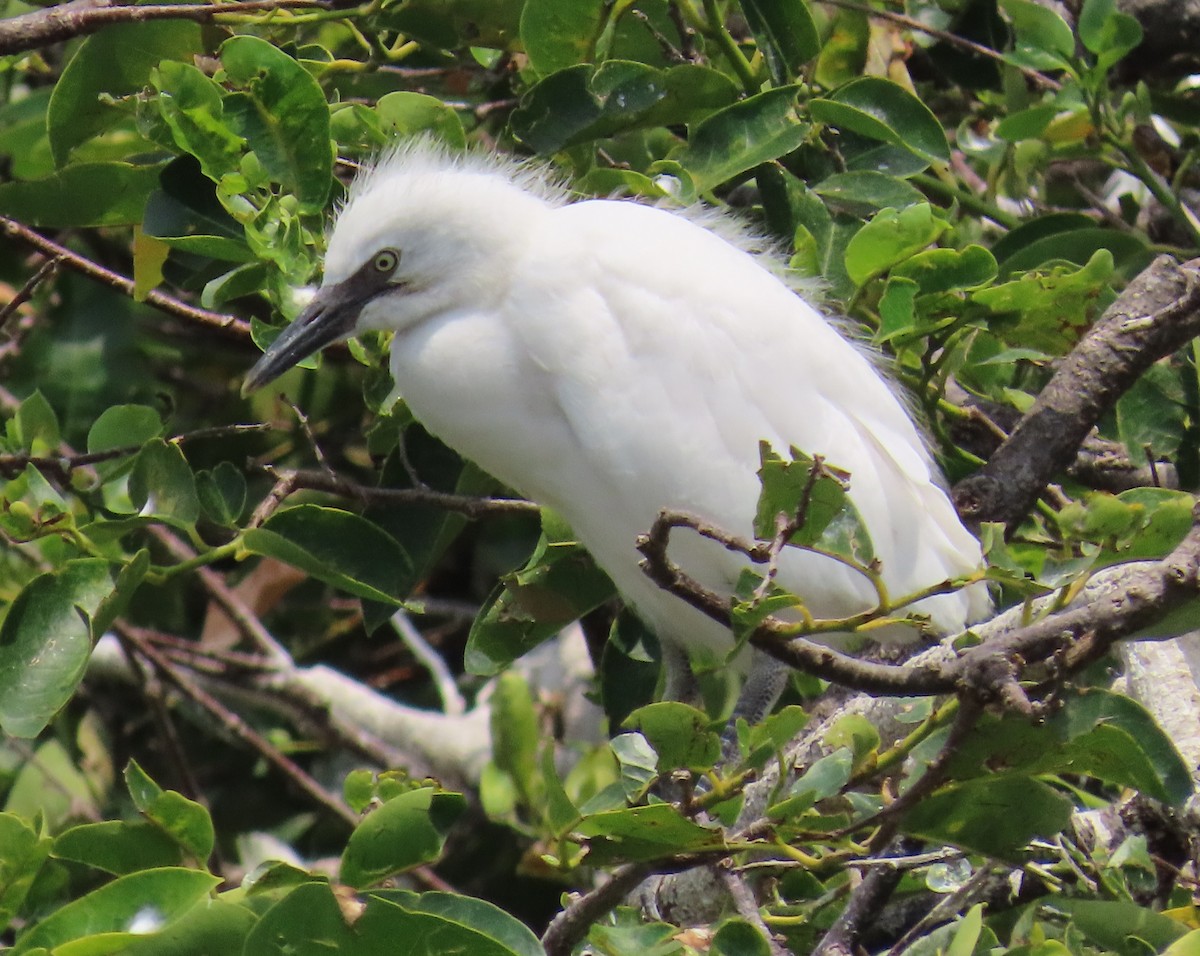 Western Cattle Egret - Laurie Witkin