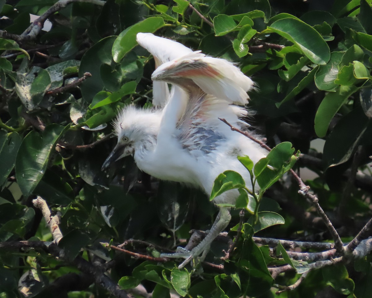 Western Cattle Egret - Laurie Witkin