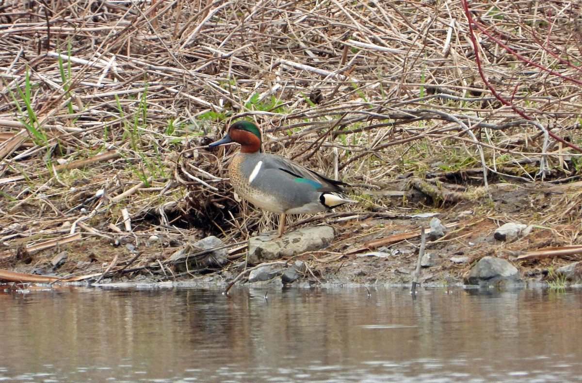 Green-winged Teal - Pauline Binetruy