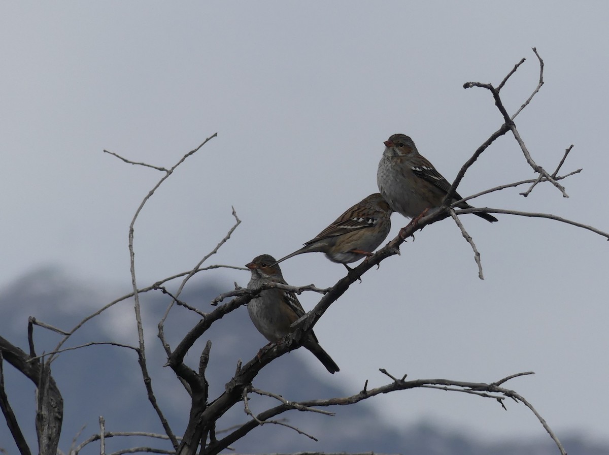 Mourning Sierra Finch - joaquin vial