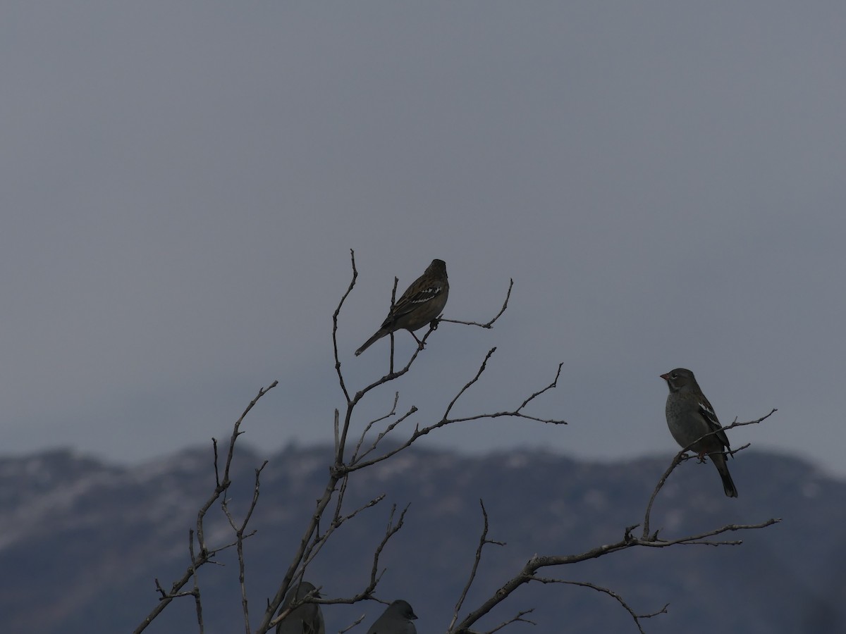 Mourning Sierra Finch - ML618841057