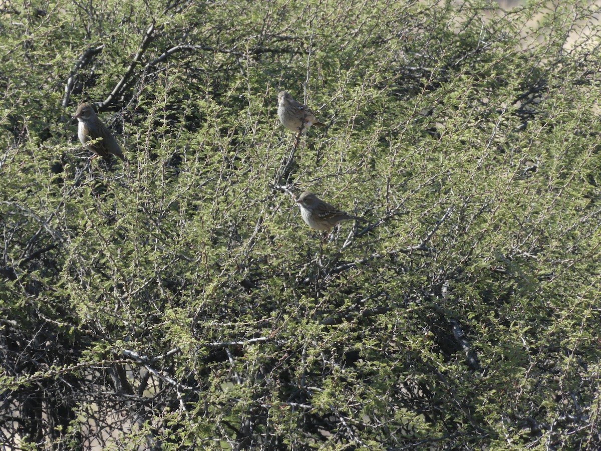 Mourning Sierra Finch - ML618841058