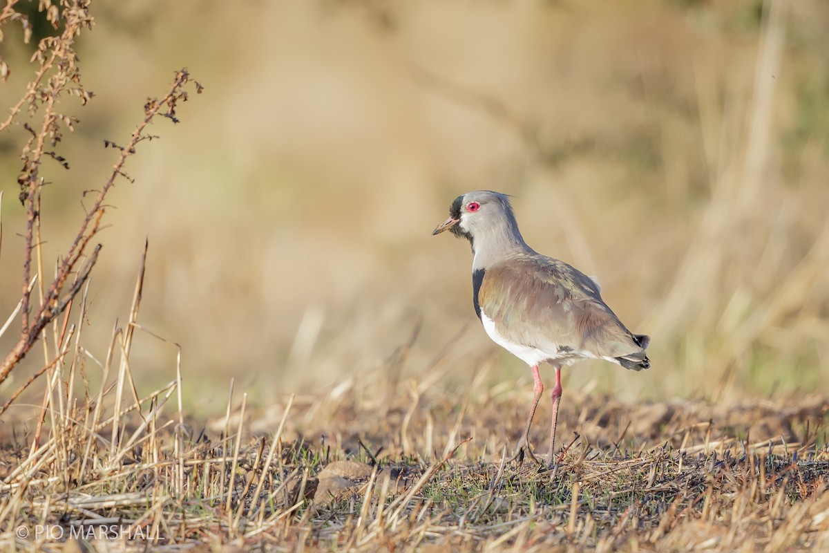 Southern Lapwing - Pio Marshall