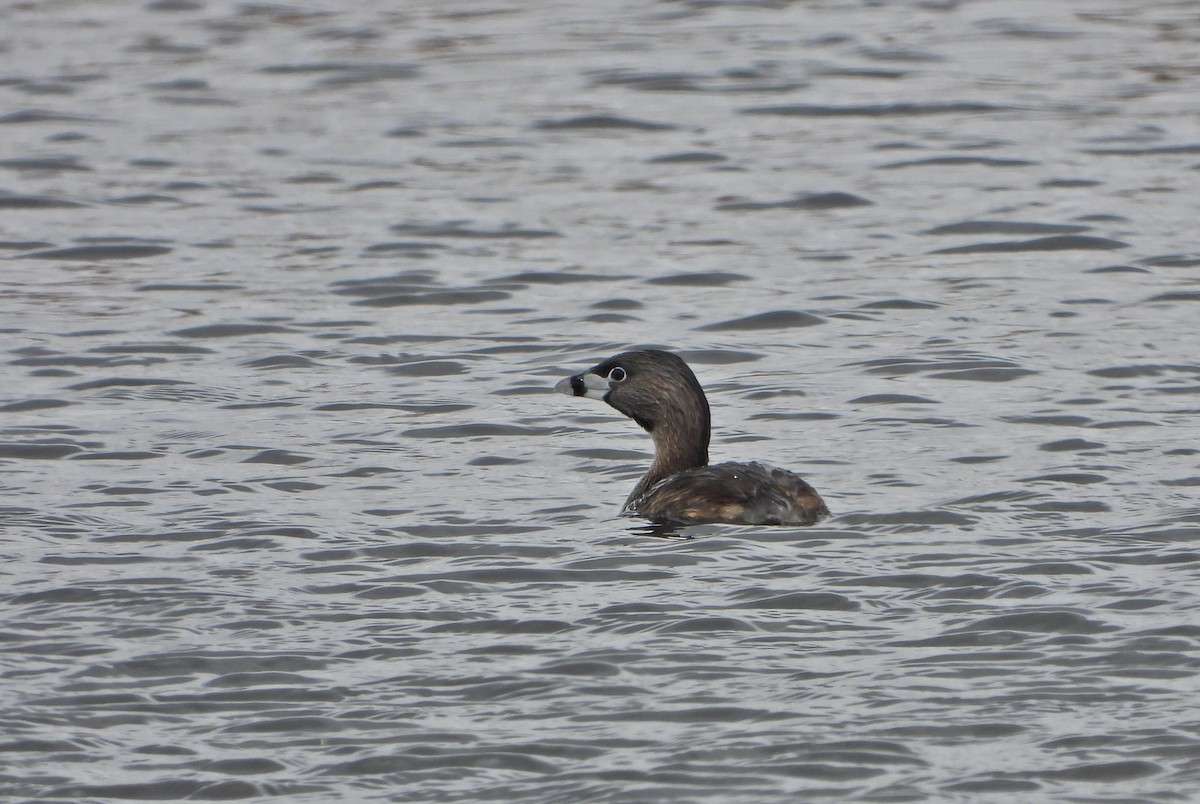 Pied-billed Grebe - Pauline Binetruy